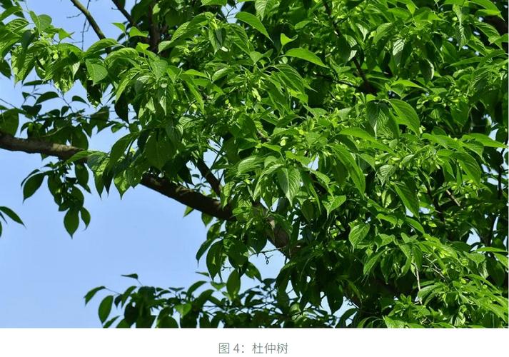 國內首創!中國生物基橡膠研究第一梯隊是如何煉成的? 國內首創!